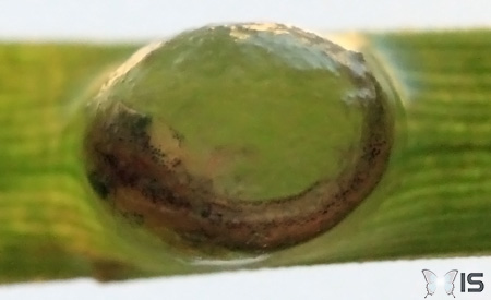 Embryon de triton alpestre dans son oeuf