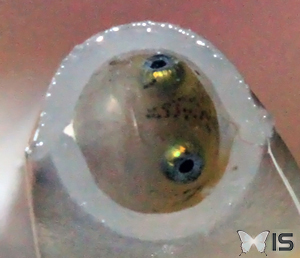 Larve de triton alpestre vue de face dans une pipette