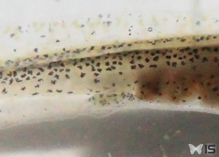 Début de croissance des pattes arrières d'une larve de triton alpestre
