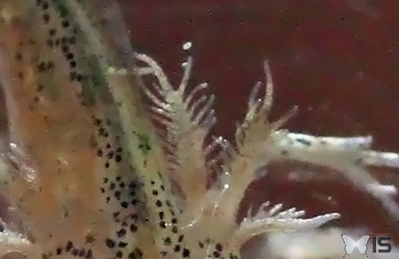 Les branchies externes d'une jeune larve de triton alpestre
