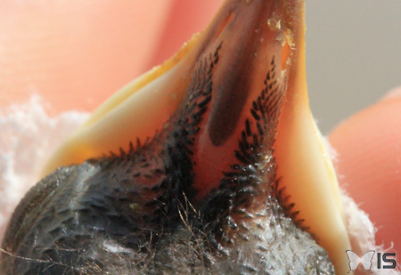 De petites tubules poussent sous la peau à proximité du bec