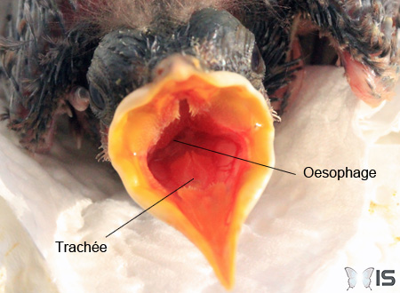Anatomie générale des voies digestives et respiratoires hautes (Trachée et oesophage d'un merle noire)