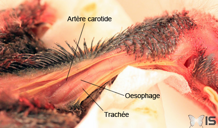 Anatomie générale des voies digestives et respiratoires hautes