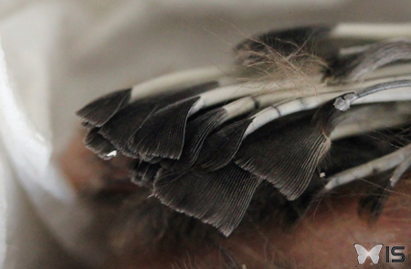 Les plumes sont contenues dans de petits tubes qui s'ouvrent au cours de la croissance