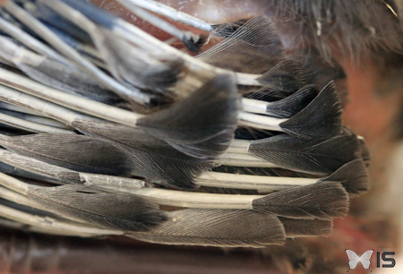 Les plumes sont contenues dans de petits tubes qui s'ouvrent au cours de la croissance