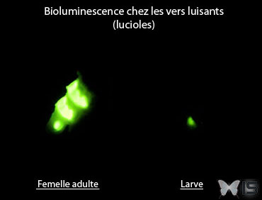 Les lucioles émettent de la lumière par bioluminescence dans les segments abdominaux