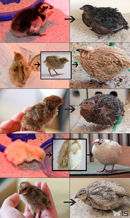 Évolution de la couleur du plumage chez 5 cailles du japon