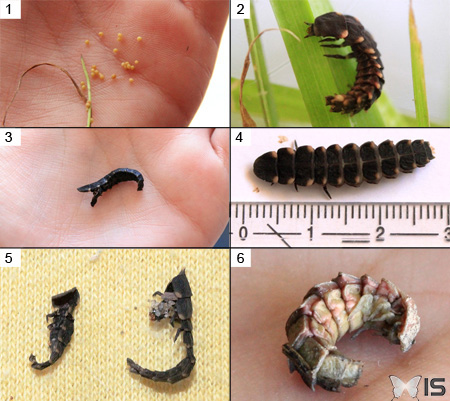 Éclosion et formation de larves de lucioles, avec les mues successives, la nymphose et la métamorphose