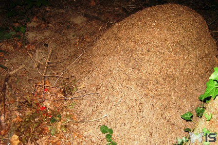 La boite est enterrée au pied d'une grande fourmilière
