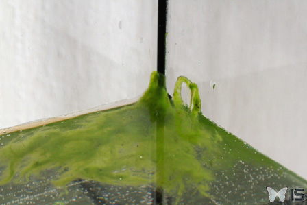 Les algues sont collées près des bords et des angles
