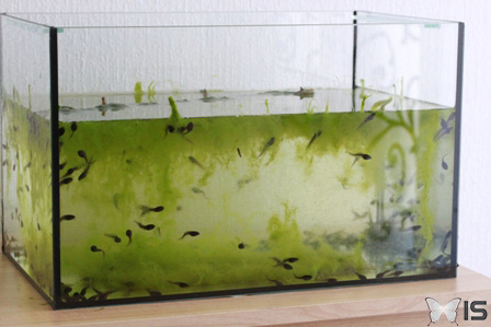 Aquarium de grande taille rempli d'algues