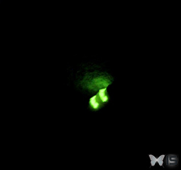 Les lucioles émettent de la lumière par bioluminescence